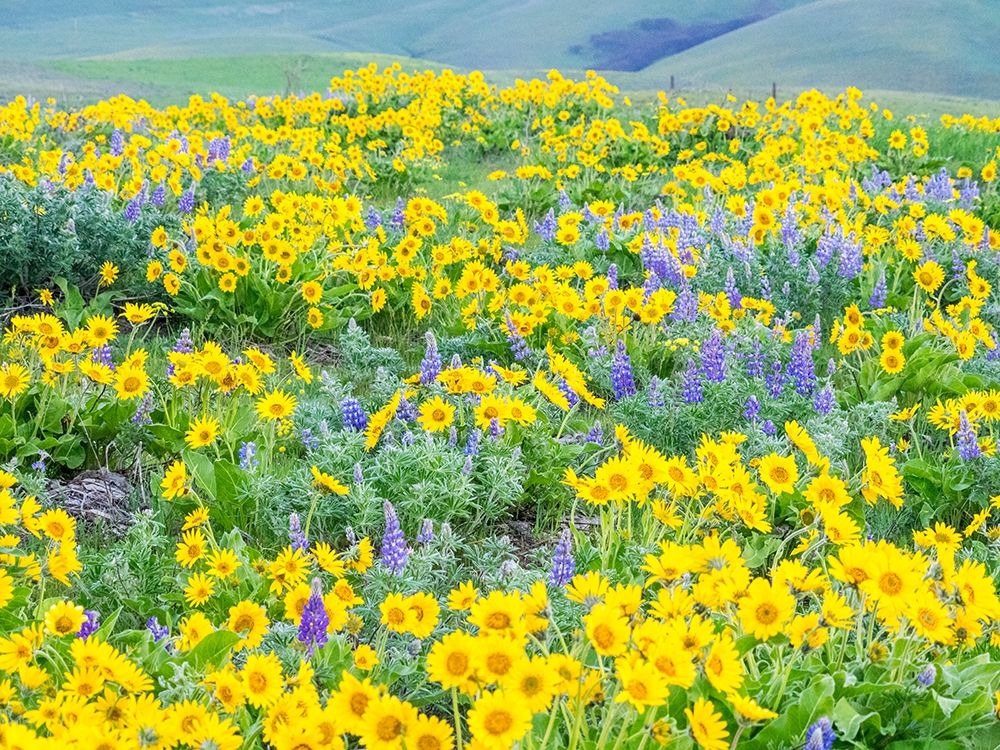 Washington State-Dalles Mountain State Park springtime blooming Lupine and Arrow-leaf Balsamroot art print by Sylvia Gulin for $57.95 CAD
