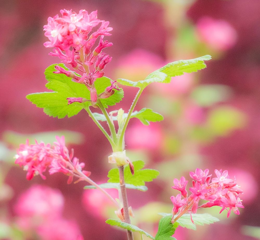 Washington State-Sammamish-spring flowering Currant art print by Sylvia Gulin for $57.95 CAD