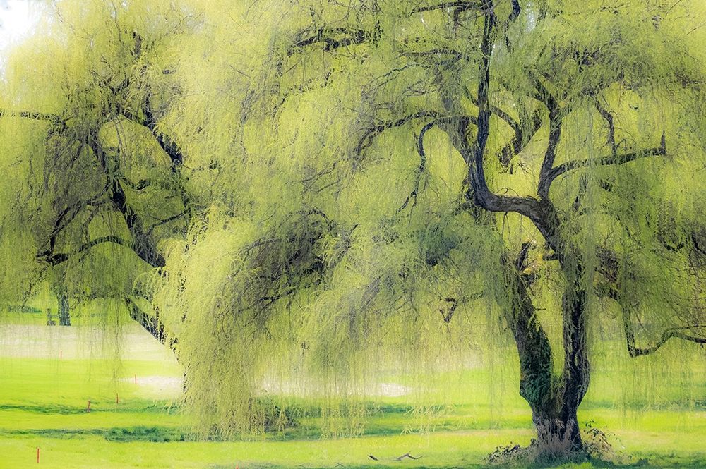 Washington State-Medina spring greens willow tree art print by Sylvia Gulin for $57.95 CAD