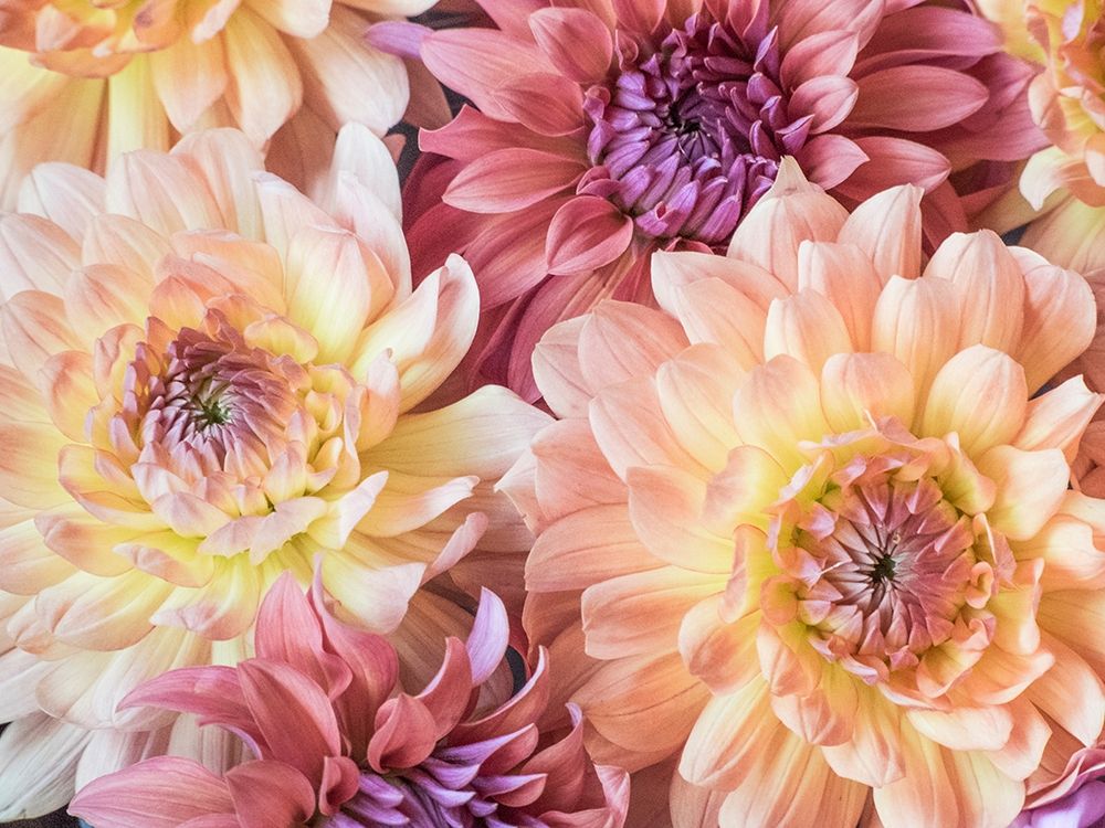 Washington State-Sammamish Dahlia flower design and patterns art print by Sylvia Gulin for $57.95 CAD