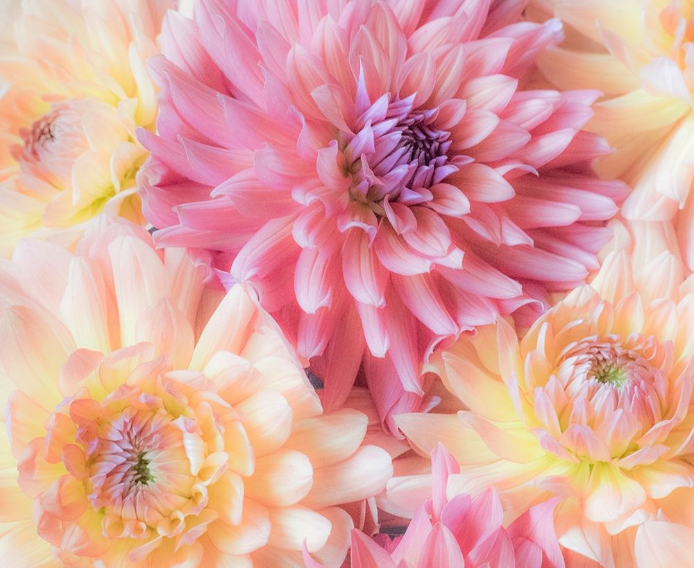 Washington State-Sammamish Dahlia flower design and patterns art print by Sylvia Gulin for $57.95 CAD