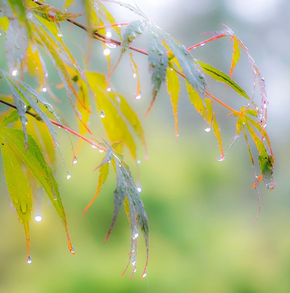 Washington State-Sammamish dew drops on Japanese Maple leaves art print by Sylvia Gulin for $57.95 CAD