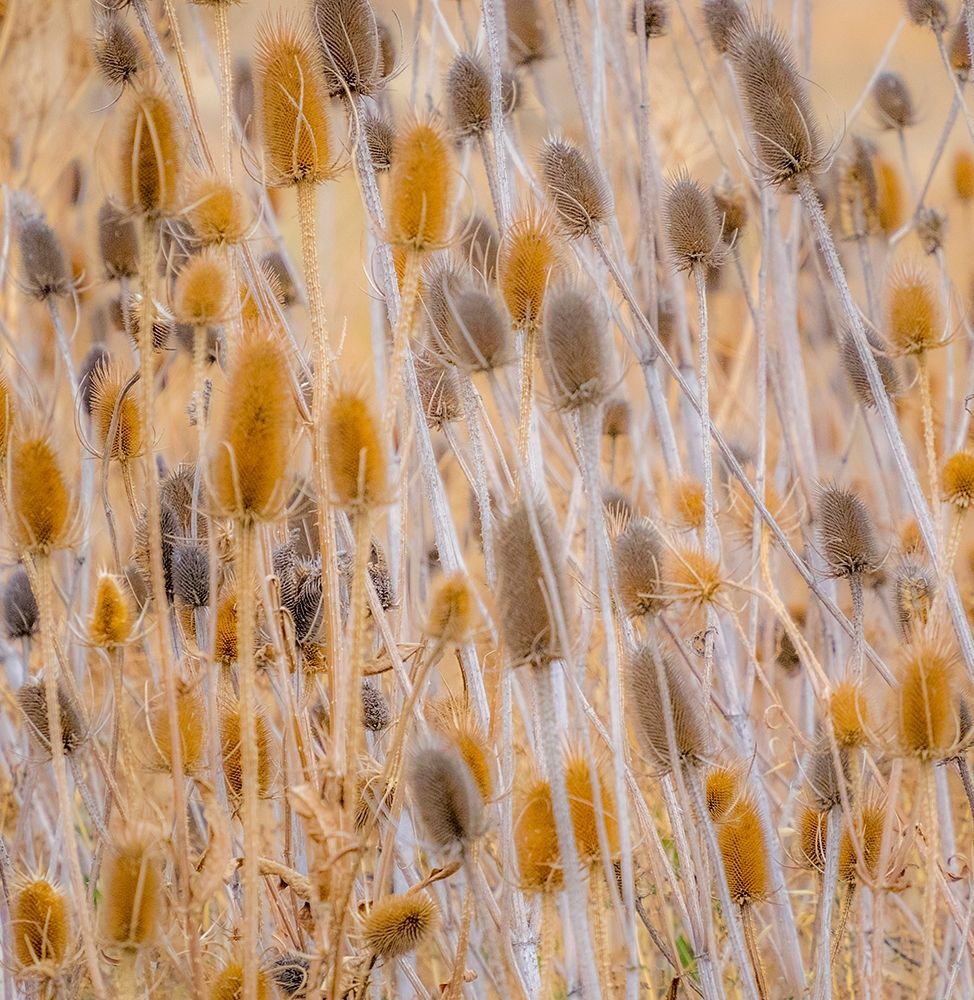 Washington State-Palouse-Eastern Washington and Teasel and grasses gold colors art print by Sylvia Gulin for $57.95 CAD