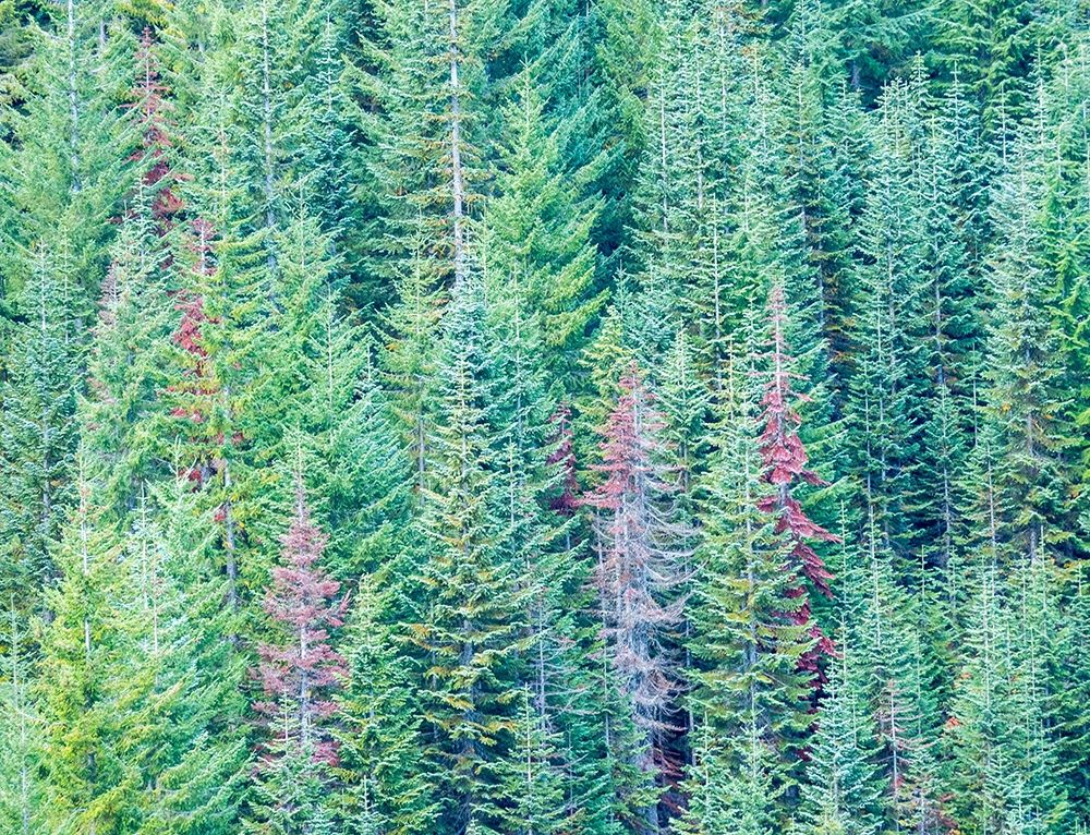Stampede Pass-Washington State-Cascade Mountains Douglas Fir Evergreens autumn art print by Sylvia Gulin for $57.95 CAD