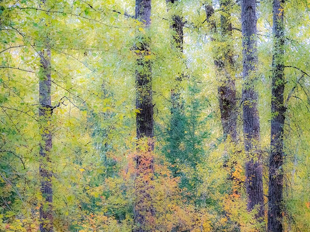 Washington State-Easton-Eastern Washington fall colors with vine maple and cottonwoods art print by Sylvia Gulin for $57.95 CAD