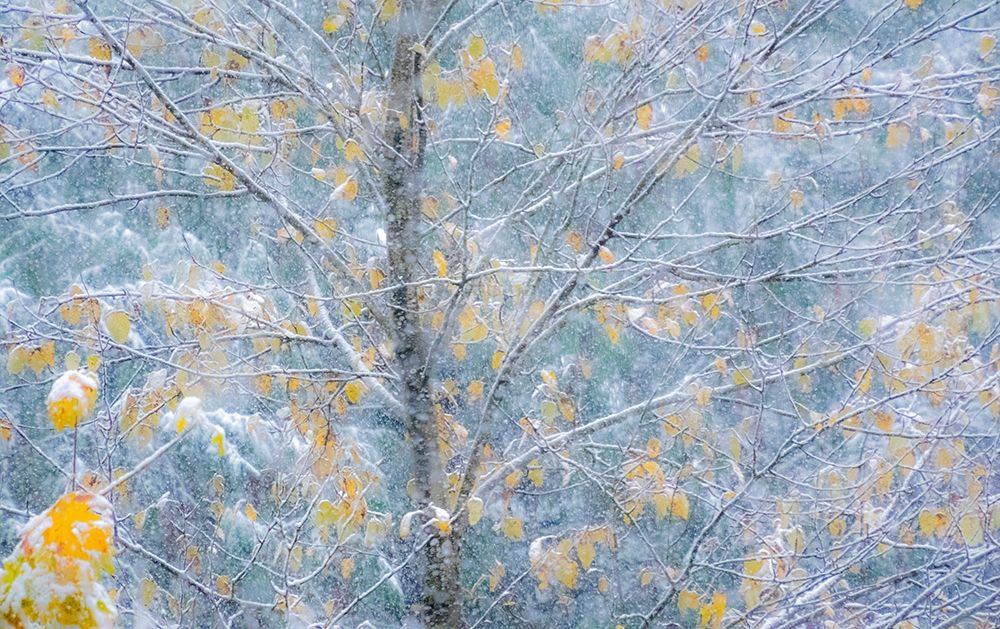 Washington State-Sammamish fresh Autumn snowfall on Fall Colored Japanese Cherry trees art print by Sylvia Gulin for $57.95 CAD