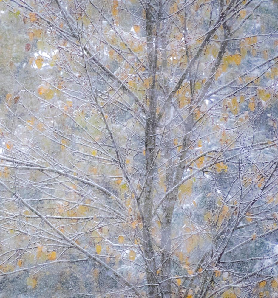 Washington State-Sammamish fresh Autumn snowfall on Fall Colored Japanese Cherry trees art print by Sylvia Gulin for $57.95 CAD