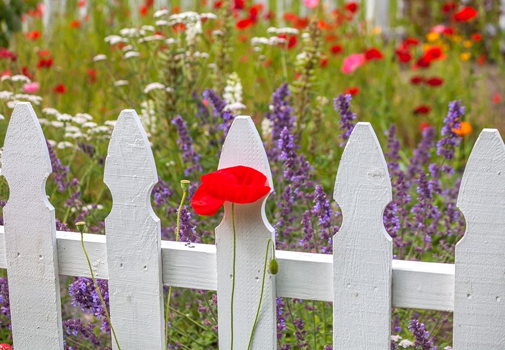 Washington State-Sequim-early summer blooming red poppies with white picket fence art print by Sylvia Gulin for $57.95 CAD