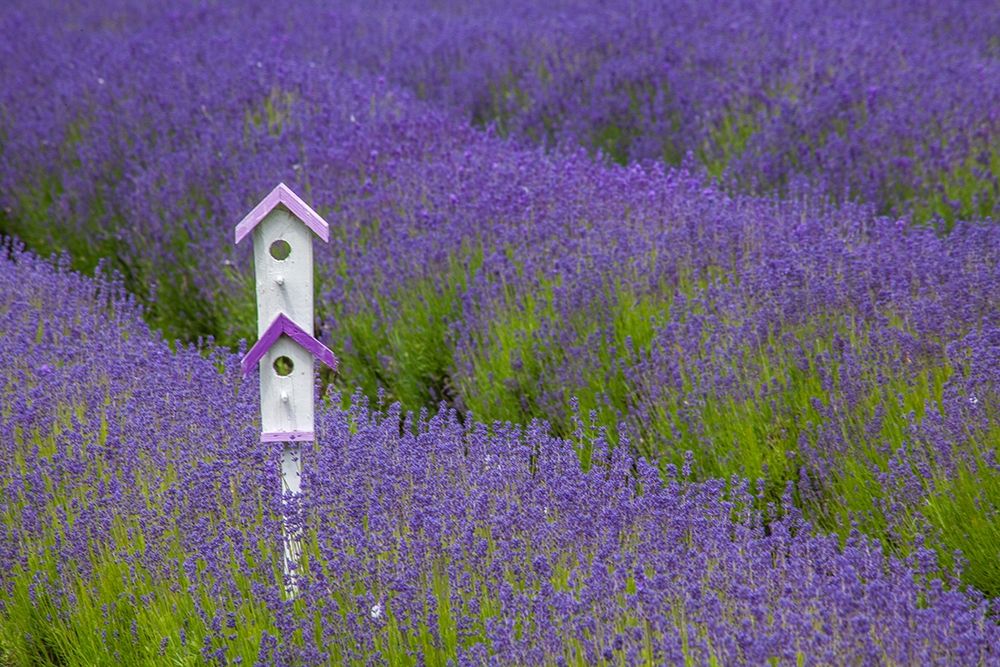 Washington State-Sequim-early summer blooming Lavender fields rows with bird house art print by Sylvia Gulin for $57.95 CAD
