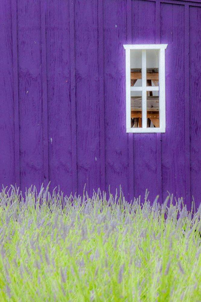 Sequim-Washington State-field of Lavender and Lavender painted wood barn and white framed window art print by Sylvia Gulin for $57.95 CAD