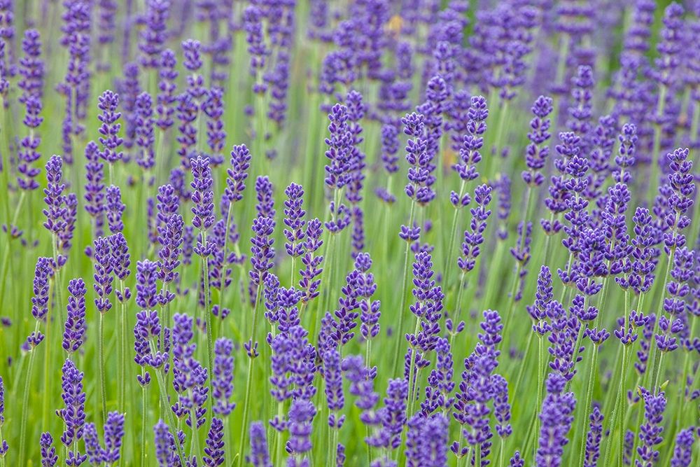 Washington State-Sequim-early summer blooming Lavender fields art print by Sylvia Gulin for $57.95 CAD