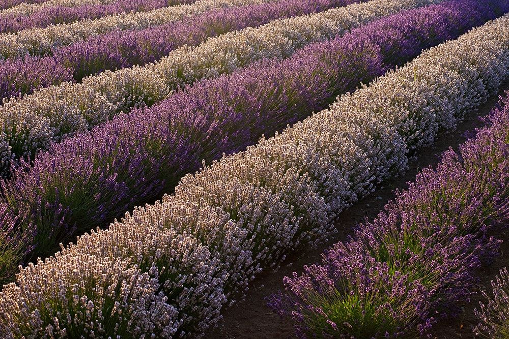 Sequim-Washington State-field of Lavender art print by Sylvia Gulin for $57.95 CAD