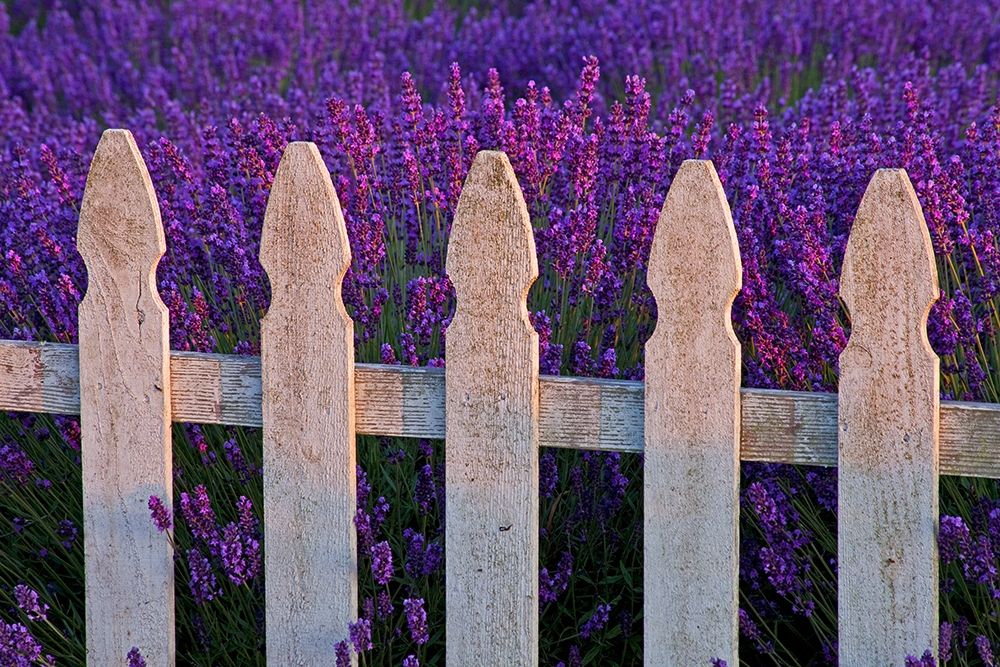 Sequim-Washington State-field of Lavender White Picket Fence art print by Sylvia Gulin for $57.95 CAD