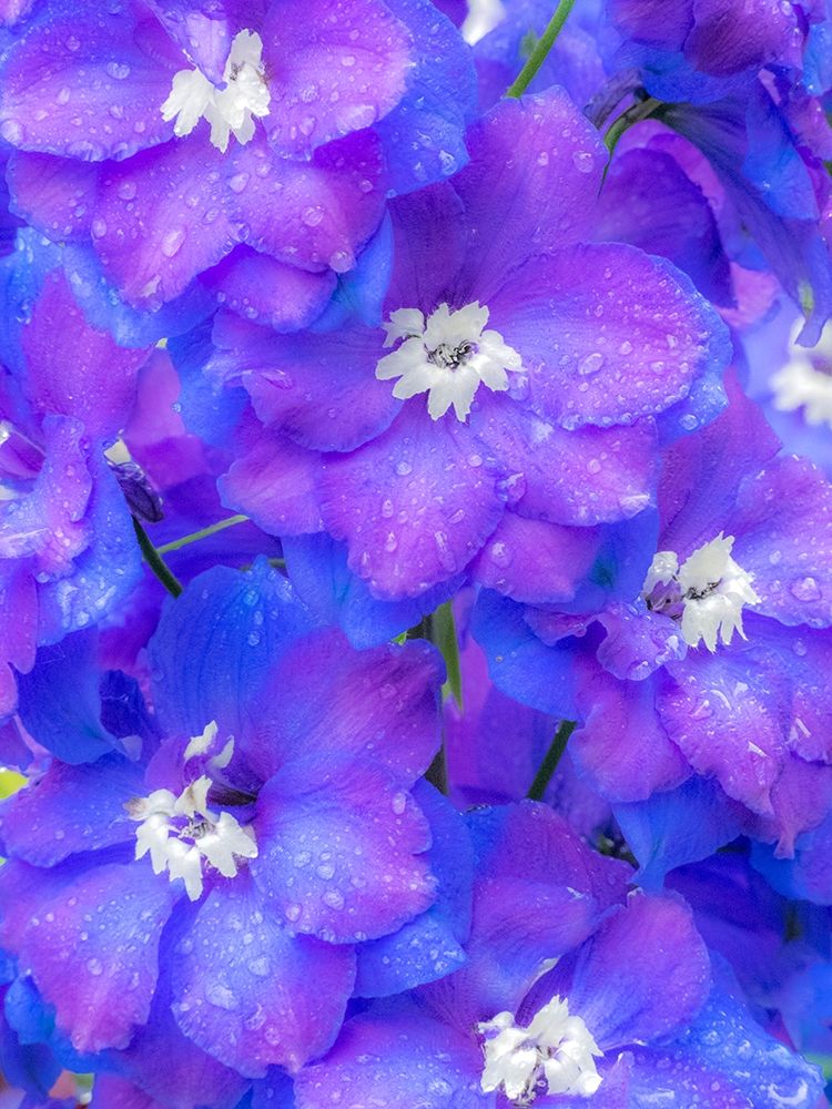Washington State-Sammamish close up image of a blue delphinium art print by Sylvia Gulin for $57.95 CAD