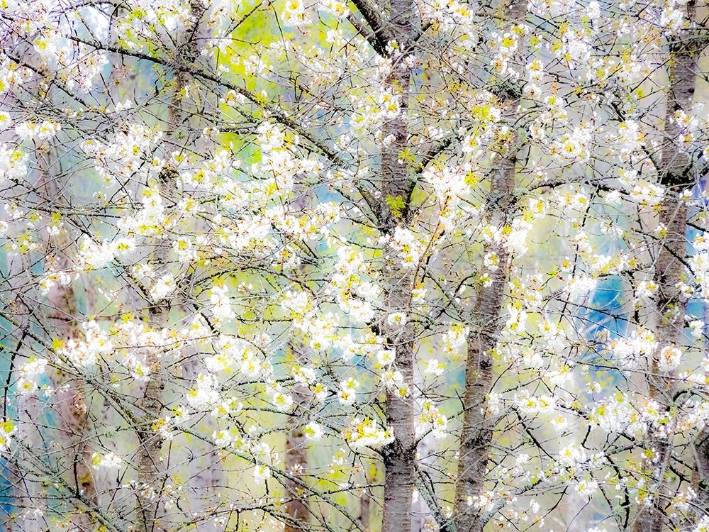 Washington State-Fall City springtime with blooming cherry trees and cottonwood trees art print by Sylvia Gulin for $57.95 CAD