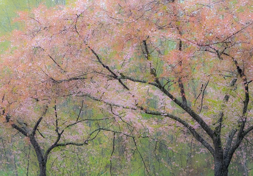 Washington State-Fall City springtime and cherry trees just beginning to bloom art print by Sylvia Gulin for $57.95 CAD
