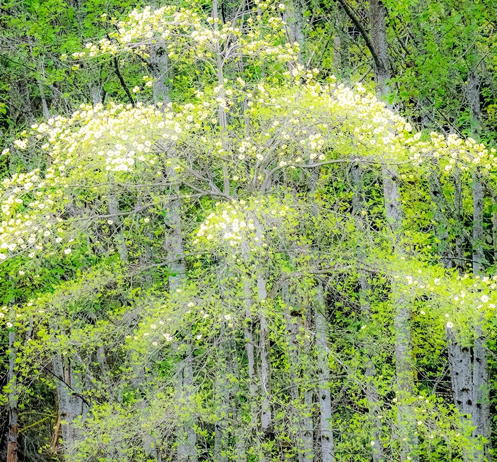 Washington State-Snoqualmie forest edge in spring with dogwoods blooming art print by Sylvia Gulin for $57.95 CAD