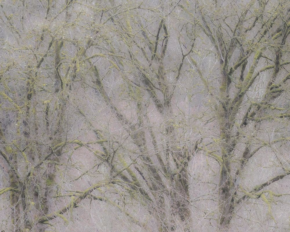USA-Washington State-Fall City soft focus springtime Big Leaf Maple trees art print by Sylvia Gulin for $57.95 CAD