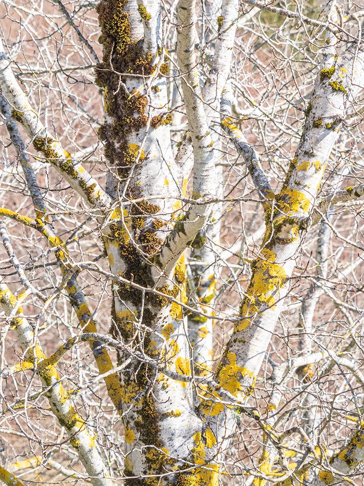 USA-Washington State-Bellevue-Birch tree with lichen early spring art print by Sylvia Gulin for $57.95 CAD