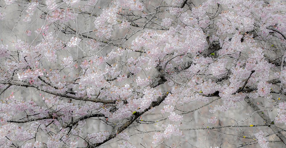 USA-Washington State-Fall City-Springtime cherry trees blooming along Snoqualmie River art print by Sylvia Gulin for $57.95 CAD