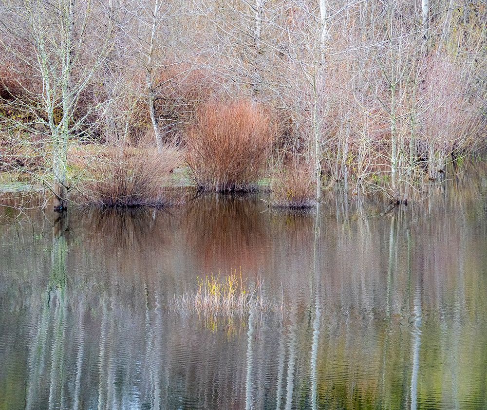 USA-Washington State-Sammamish springtime and alder trees and their reflections in small pond art print by Sylvia Gulin for $57.95 CAD