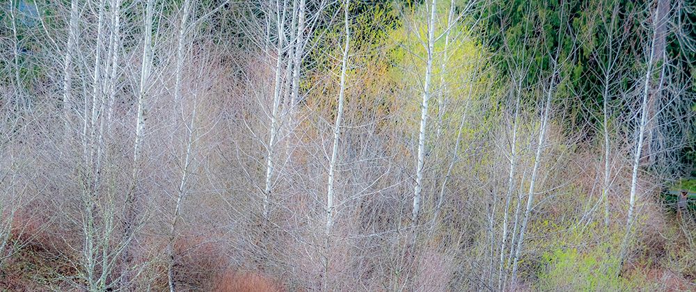USA-Washington State-Sammamish springtime and alder and willow trees in early spring pano art print by Sylvia Gulin for $57.95 CAD