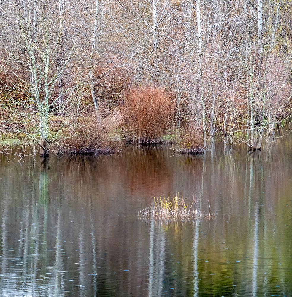 USA-Washington State-Sammamish springtime and alder trees and their reflections in small pond art print by Sylvia Gulin for $57.95 CAD