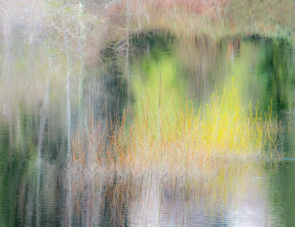 USA-Washington State-Sammamish springtime willow trees in early spring in small pond art print by Sylvia Gulin for $57.95 CAD
