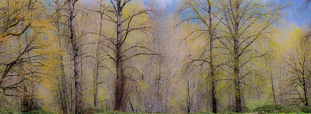 USA-Washington State-Carnation early spring and trees just budding out art print by Sylvia Gulin for $57.95 CAD