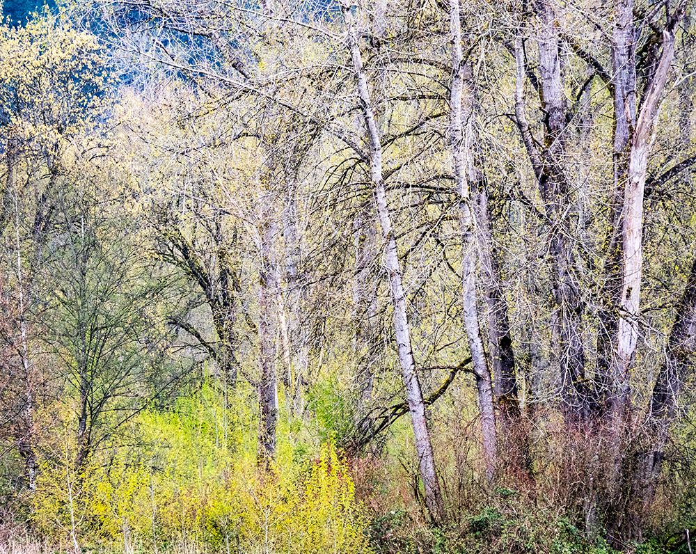 USA-Washington State-Carnation early spring and trees just budding out art print by Sylvia Gulin for $57.95 CAD