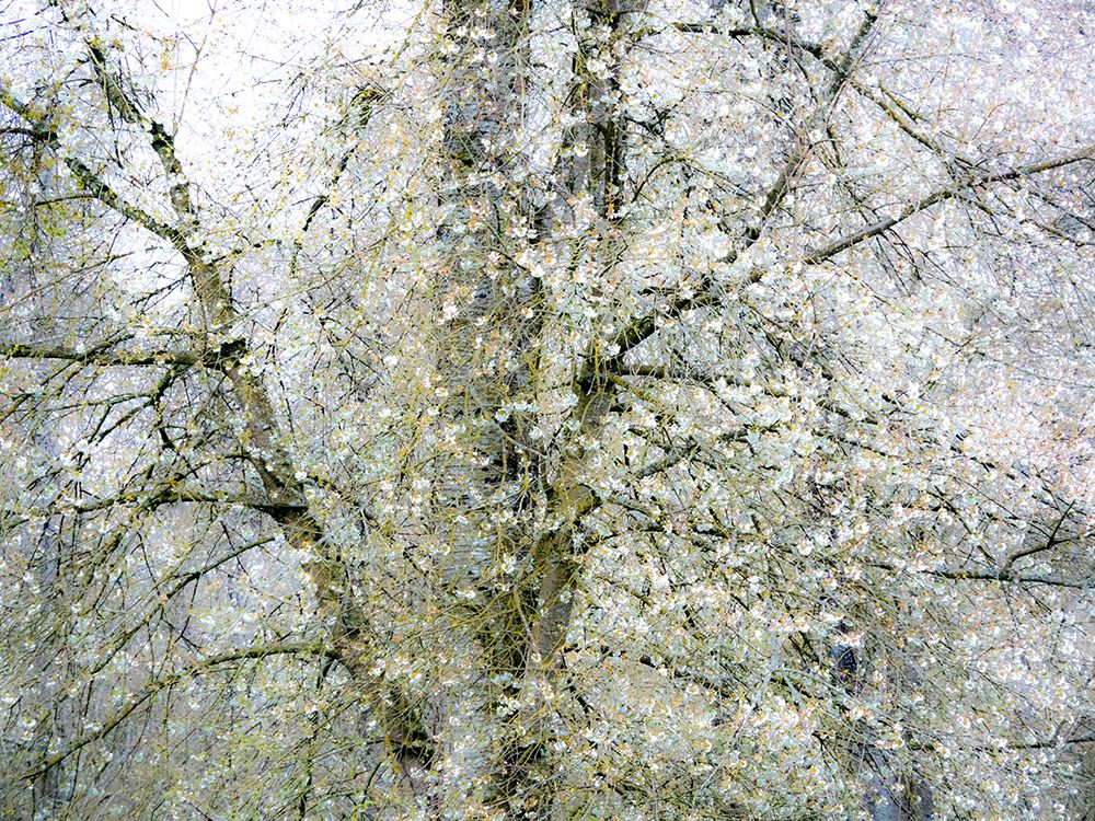 USA-Washington State-Fall City wild cherry springtime blooming art print by Sylvia Gulin for $57.95 CAD