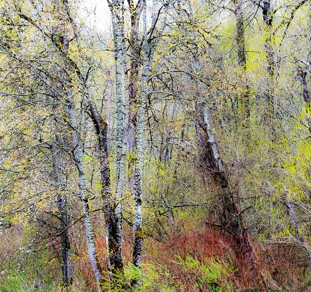 USA-Washington State-Fall City Cottonwoods just budding out in the spring art print by Sylvia Gulin for $57.95 CAD