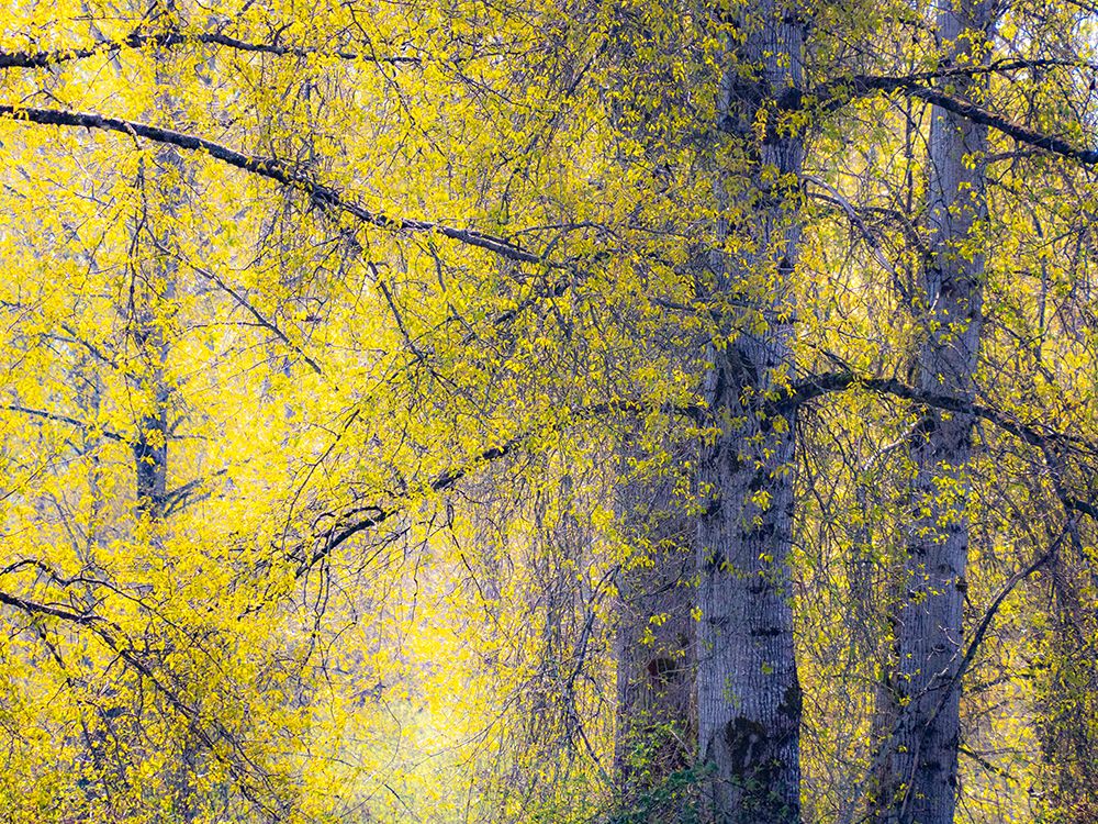 USA-Washington State-Fall City Cottonwoods just budding out in the spring along the Snoqualmie River art print by Sylvia Gulin for $57.95 CAD