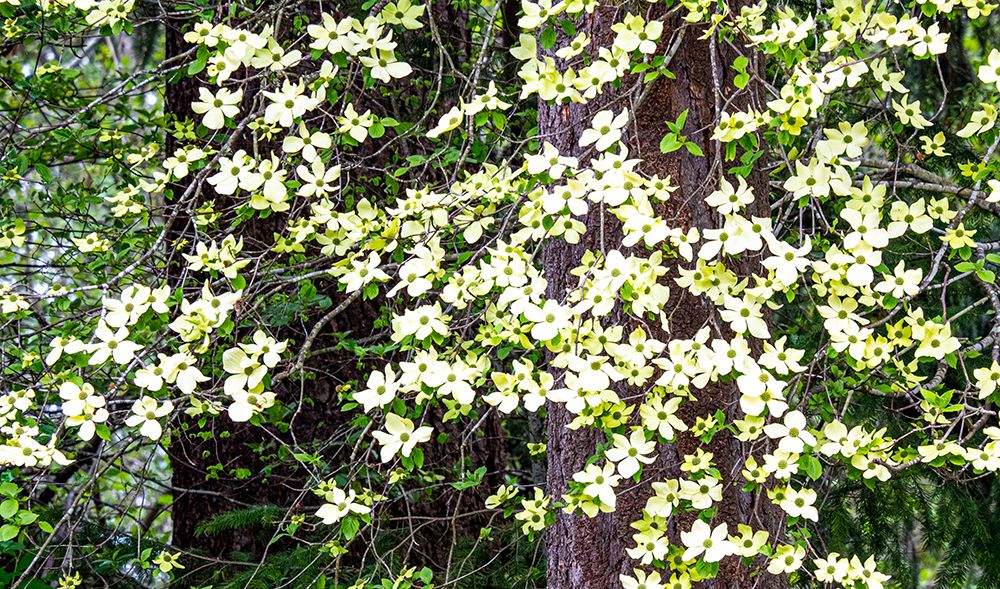 USA-Washington State-Pacific Northwest Sammamish White Dogwood blooming early spring art print by Sylvia Gulin for $57.95 CAD