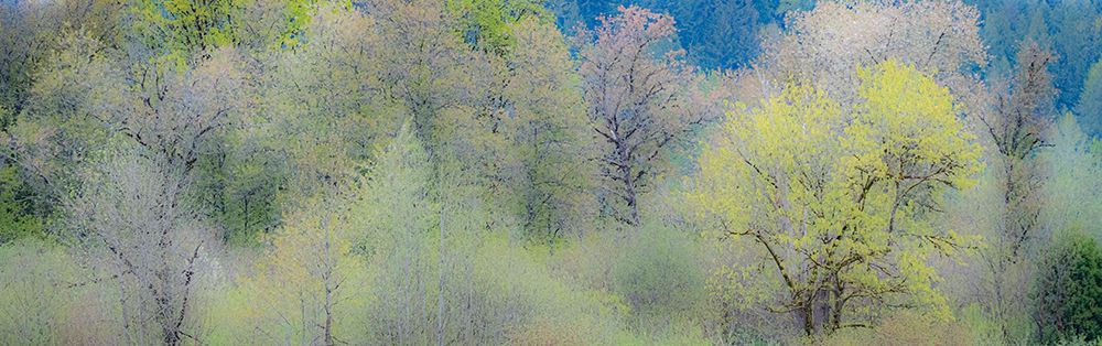 USA-Washington State-Pacific Northwest-Fall City springtime and Cottonwood trees just budding out art print by Sylvia Gulin for $57.95 CAD