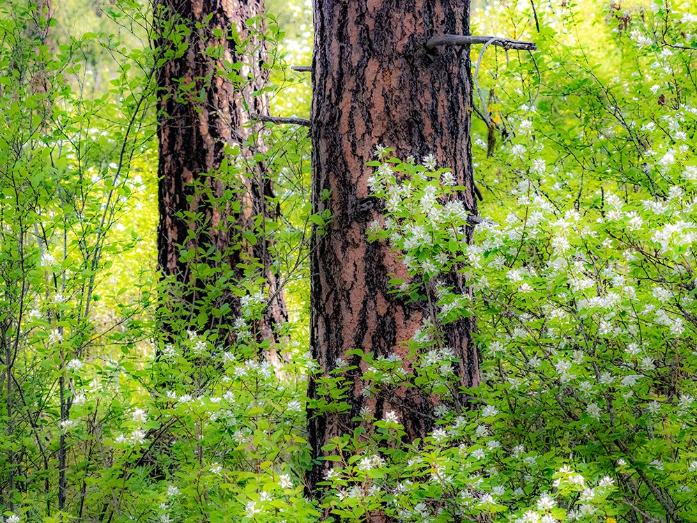 USA-Washington State-Leavenworth white flowering bush amongst Ponderosa Pine art print by Sylvia Gulin for $57.95 CAD