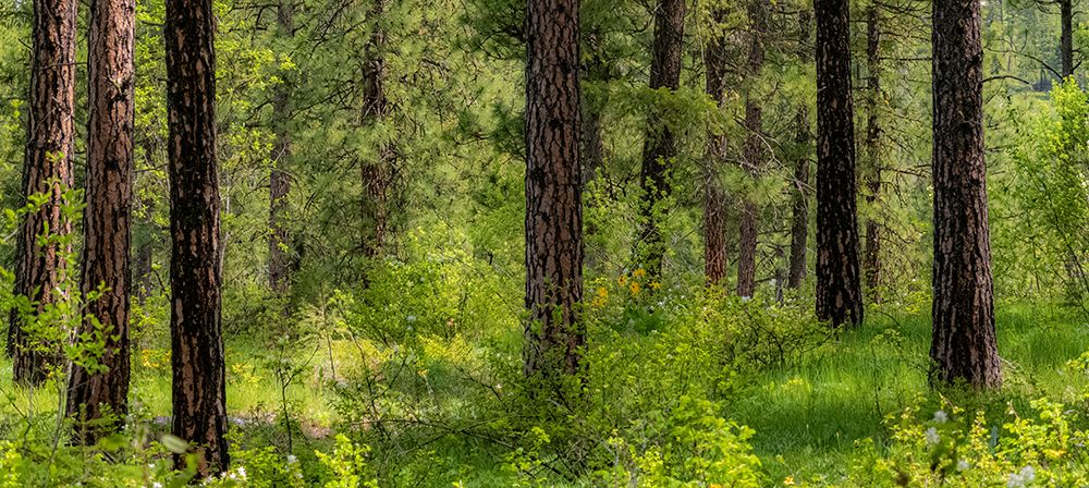 USA-Washington State-Leavenworth Balsamroot blooming amongst Ponderosa Pine art print by Sylvia Gulin for $57.95 CAD