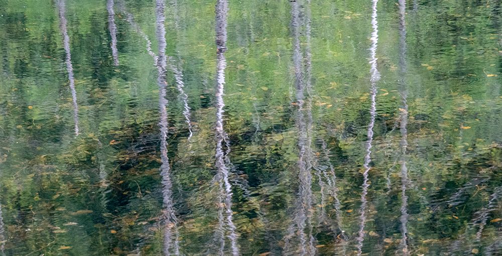 USA-Washington State-Old Cascade Highway off of Highway 2 and pond reflecting alder trees art print by Sylvia Gulin for $57.95 CAD