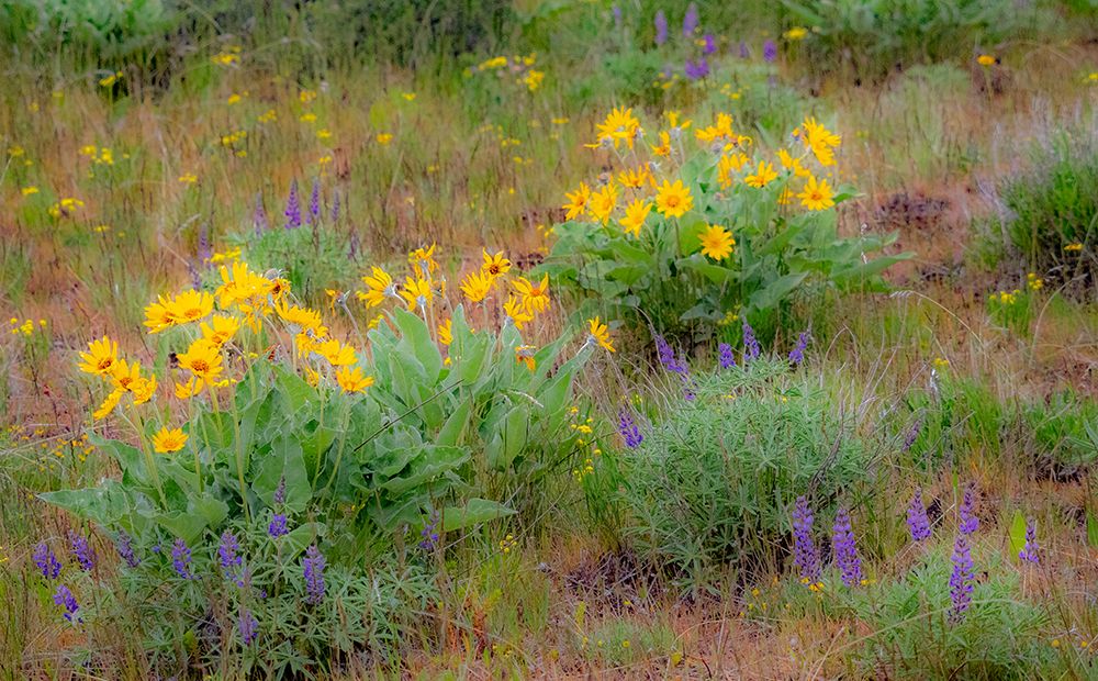 USA-Washington State-Table Mountain eastern Cascade Mountains Balsamroot and Lupine art print by Sylvia Gulin for $57.95 CAD
