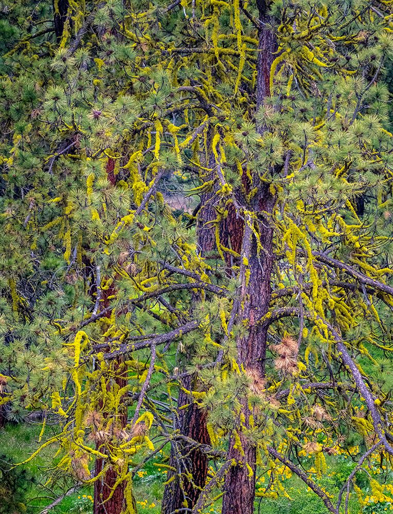 USA-Washington State-Table Mountain eastern Cascade Mountains yellow lichen on Ponderosa Pine art print by Sylvia Gulin for $57.95 CAD
