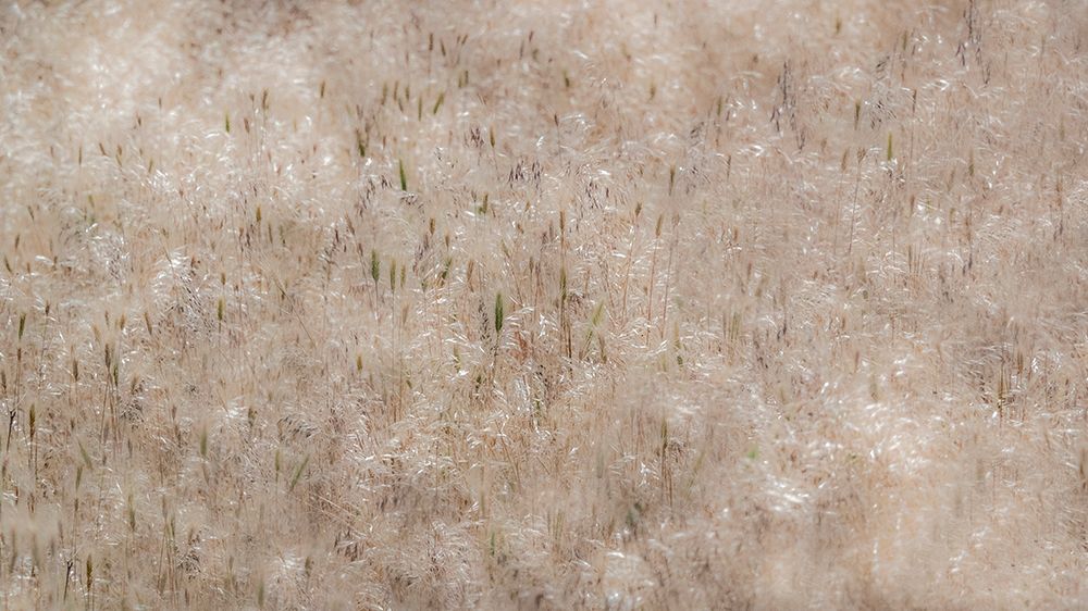 USA-Washington State-Benge Dried grass seed heads art print by Sylvia Gulin for $57.95 CAD