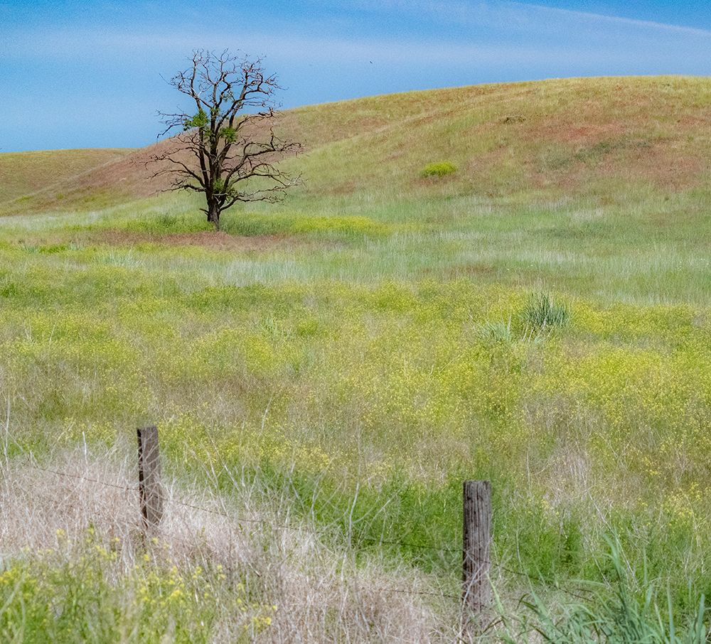 USA-Washington State-Eastern Washington-Benge With lone dead tree in field of grasses art print by Sylvia Gulin for $57.95 CAD