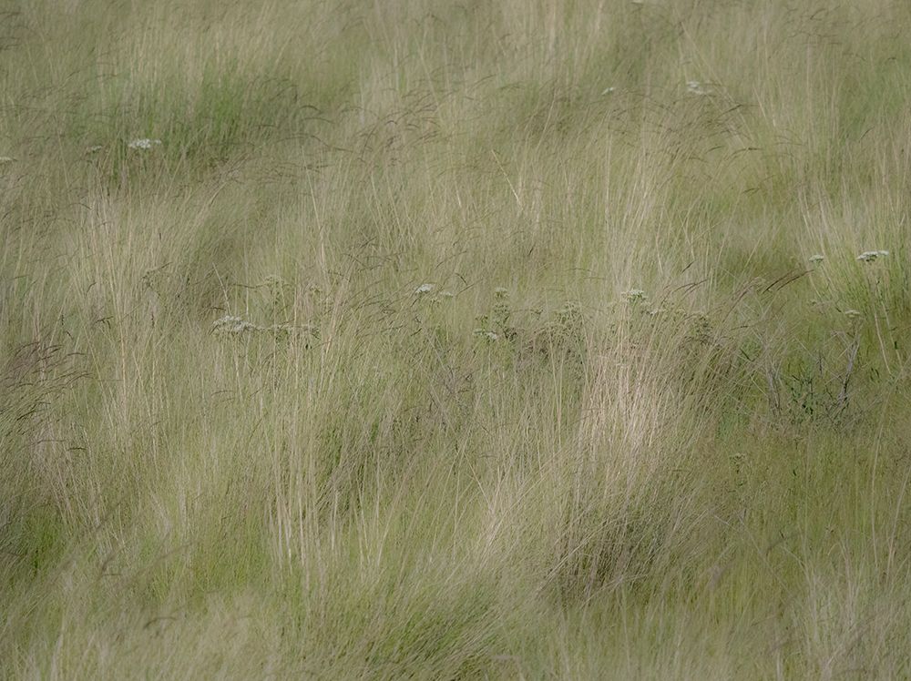 USA-Washington State-Palouse grasses soft focused near Colfax art print by Sylvia Gulin for $57.95 CAD