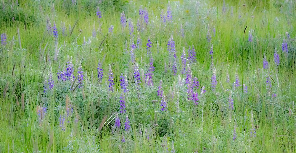 USA-Washington State-Colfax Palouse field of grass and lupine art print by Sylvia Gulin for $57.95 CAD