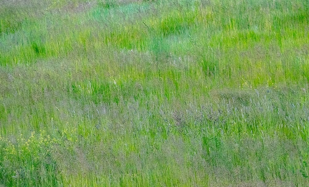 USA-Washington State-Palouse-Eastern Washington Green grass field art print by Sylvia Gulin for $57.95 CAD