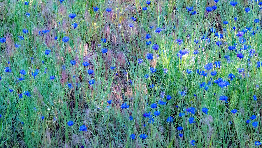 USA-Washington State-Palouse and field of blue bachelor buttons flowering art print by Sylvia Gulin for $57.95 CAD