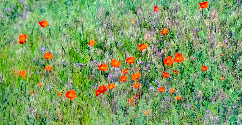 USA-Washington State-Palouse and field of red poppies art print by Sylvia Gulin for $57.95 CAD