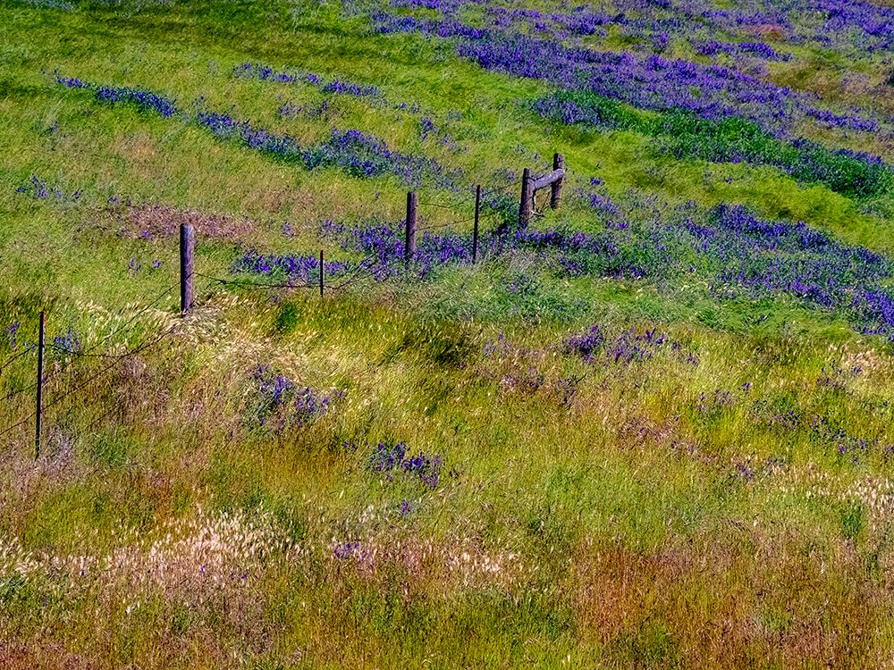 USA-Washington State-Palouse with hillside of vetch art print by Sylvia Gulin for $57.95 CAD