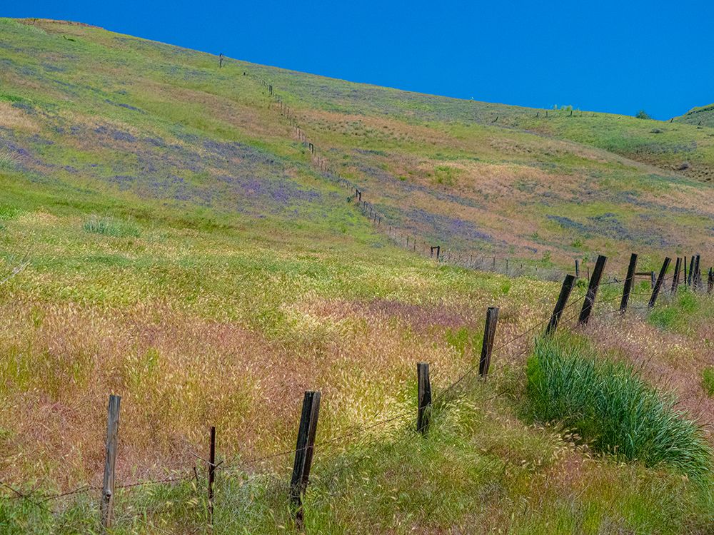 USA-Washington State-Palouse with hillside of vetch art print by Sylvia Gulin for $57.95 CAD