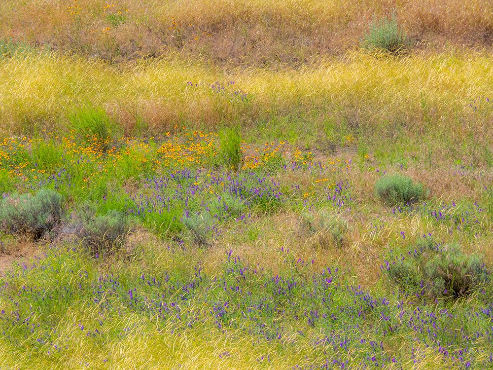 USA-Washington State-Eastern Washington field of wildflowers near Winona art print by Sylvia Gulin for $57.95 CAD